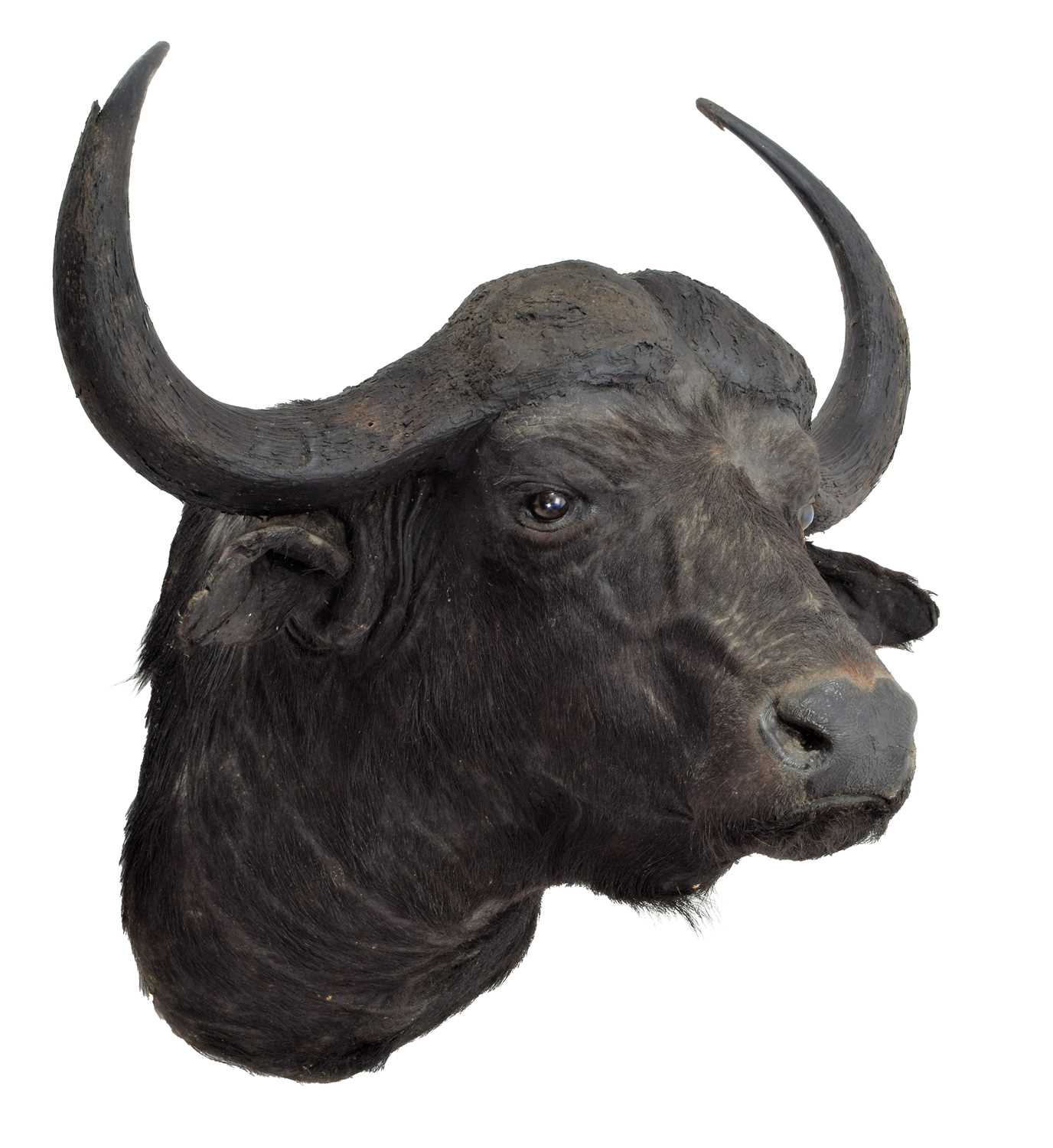 Taxidermy: Cape Buffalo (Syncerus caffer), circa 1970, Kenya, East Africa, a good-quality adult bull