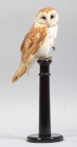 Taxidermy: European Barn Owl (Tyto alba), dated 2023, by A.J. Armitstead, Taxidermist &