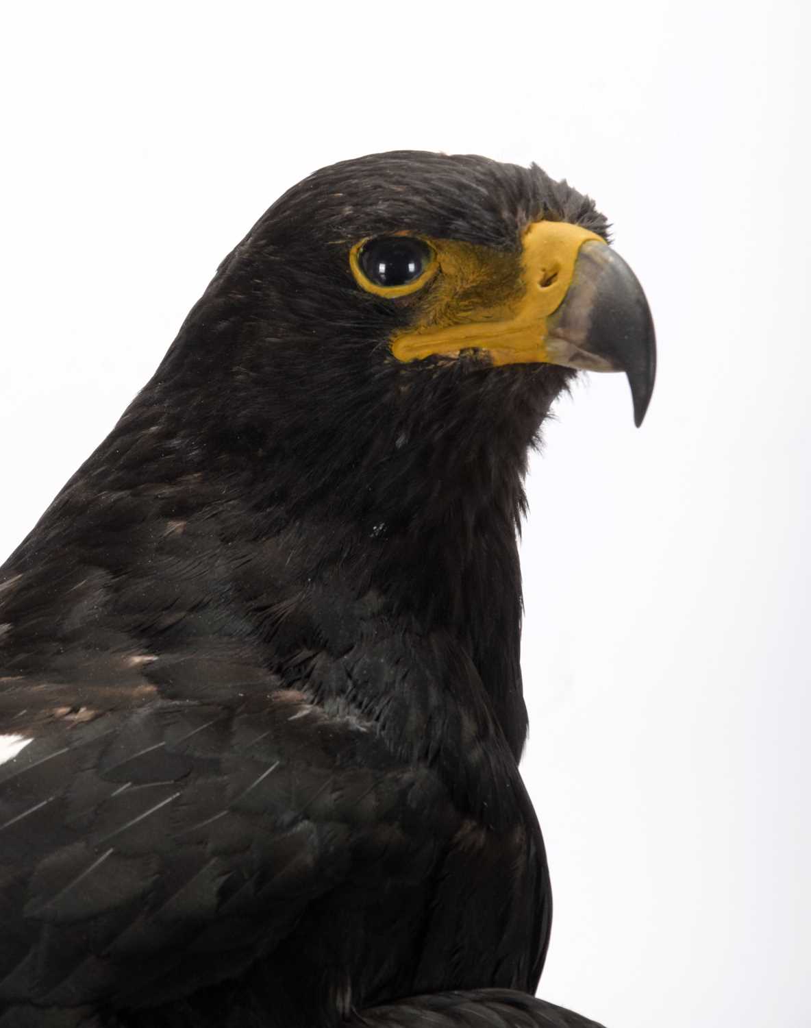 Taxidermy: A Cased Verreaux's Eagle (Aquila verreauxii), captive bred, dated 2023, by Carl Church, - Image 6 of 8