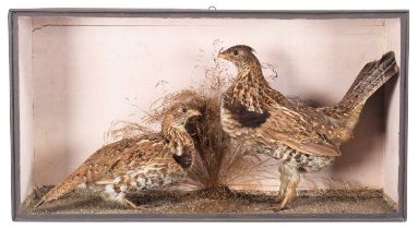 Taxidermy: A Cased Pair of Ruffed Grouse (Bonasa umbellus), circa 1856-1888, by W. H. Vingoe,