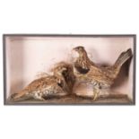 Taxidermy: A Cased Pair of Ruffed Grouse (Bonasa umbellus), circa 1856-1888, by W. H. Vingoe,