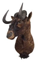 Taxidermy: Black Wildebeest (Connochaetes gnou), circa 1970-1980, South Africa, an adult male