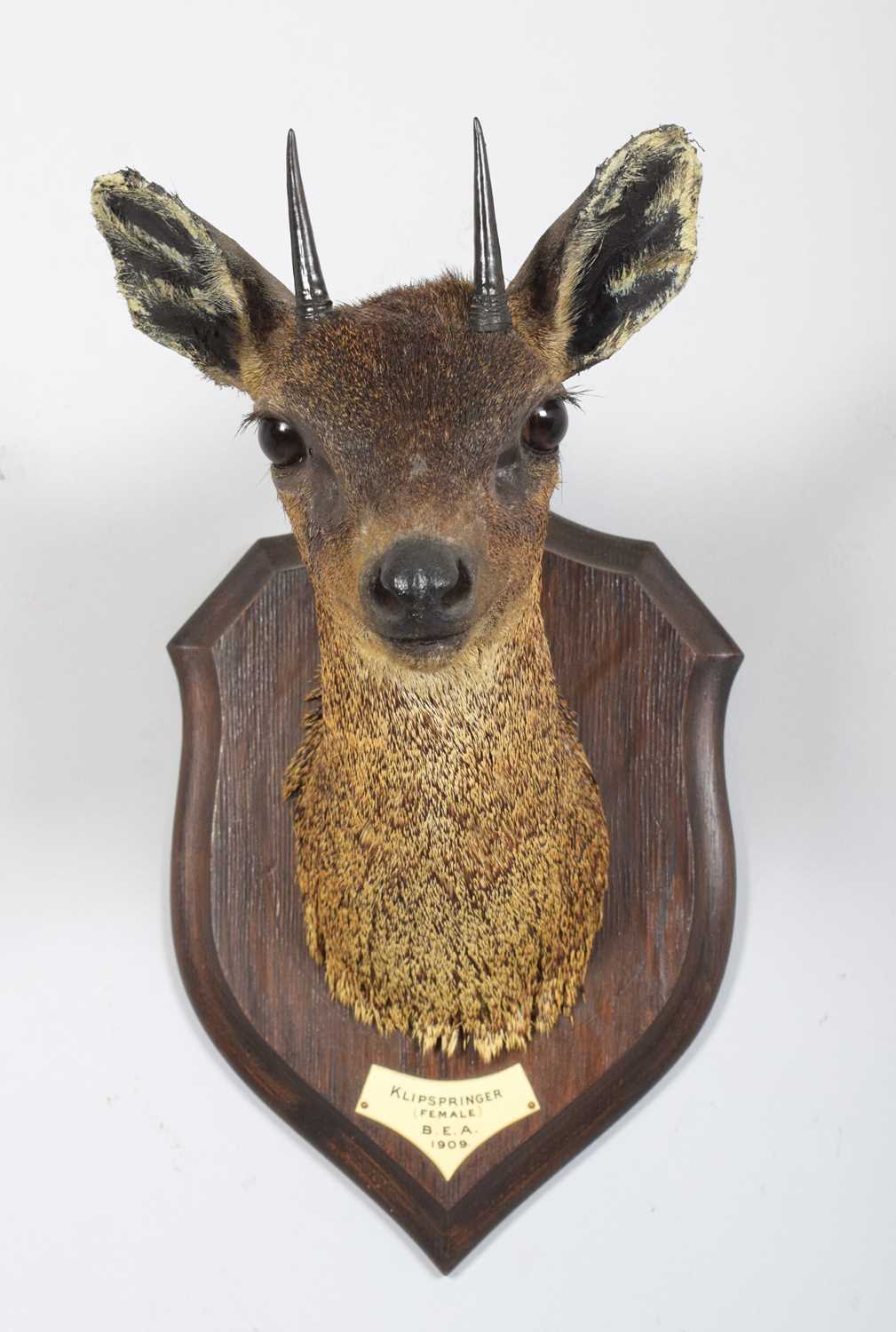 Taxidermy: Maasai Klipspringer (Oreotragus shillingsi), dated 1909, British East Africa, by - Image 3 of 6