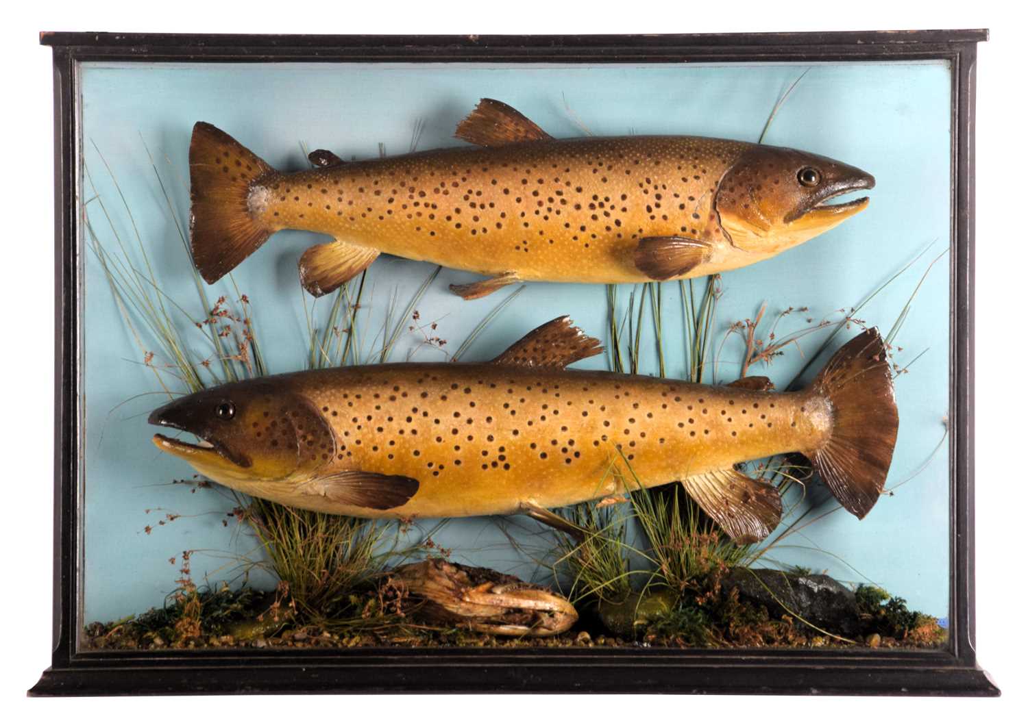 Taxidermy: A Pair of Cased Scottish Brown Trout (Salmo trutta), circa 1890-1949, by W.A. Macleay &