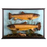 Taxidermy: A Pair of Cased Scottish Brown Trout (Salmo trutta), circa 1890-1949, by W.A. Macleay &