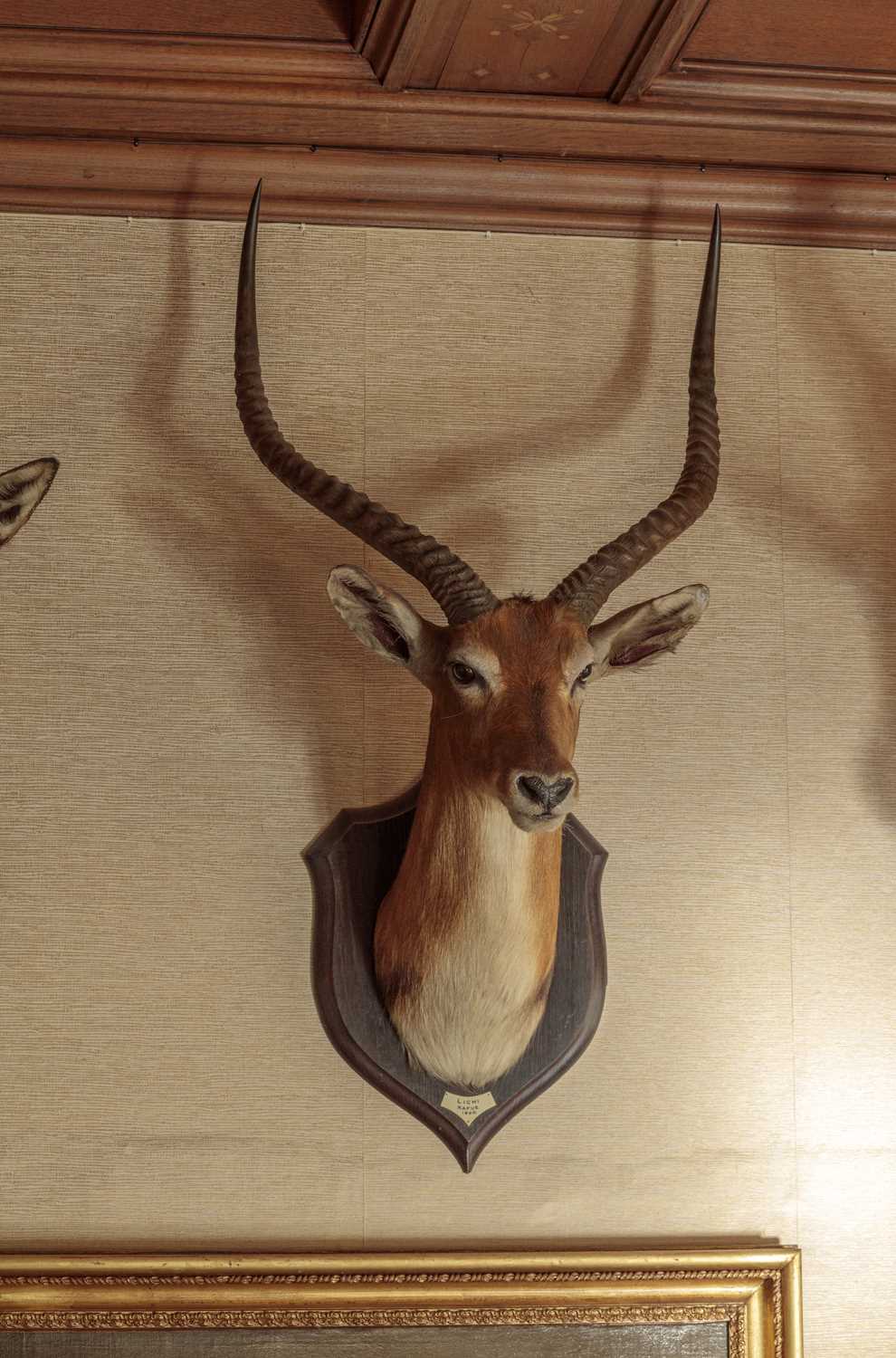 Taxidermy: Red Lechwe (Kobus leche), dated 1920, Kafue, Zambia, by Rowland Ward Ltd, "The Jungle", - Image 7 of 8