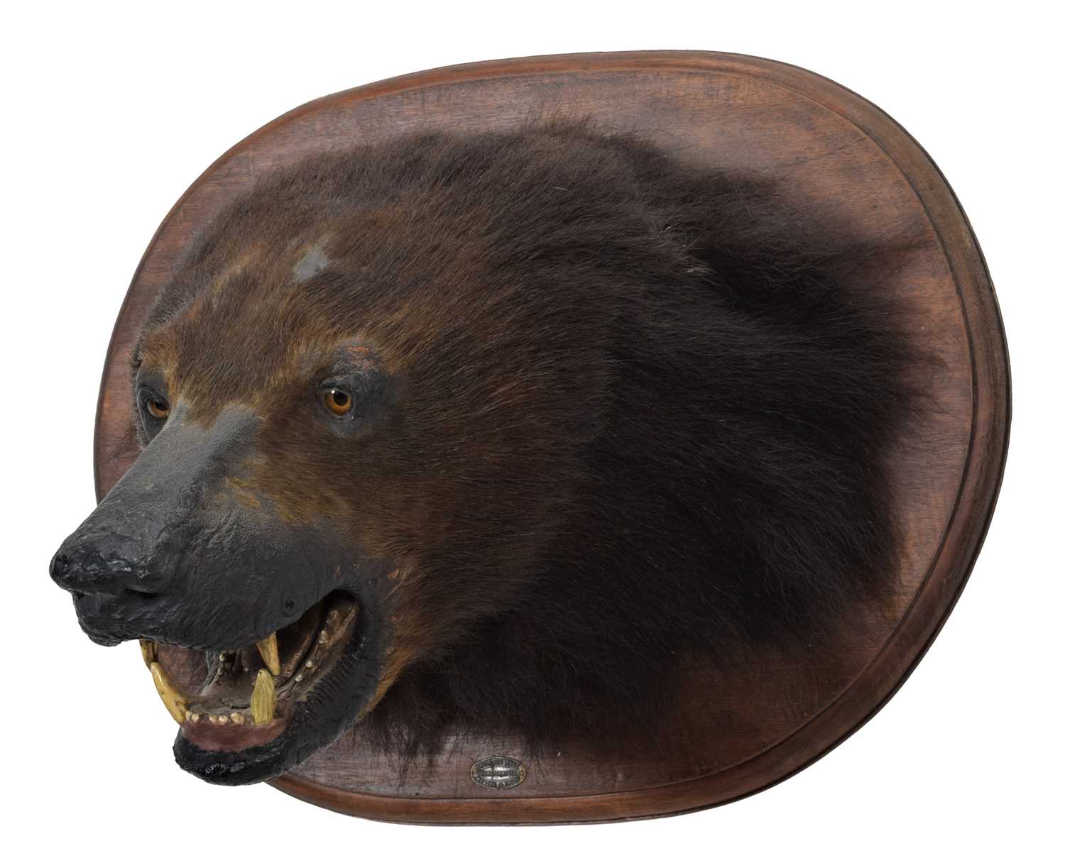 Taxidermy: Sloth Bear (Melursus ursinus), circa 1880-1918, by Theobald Brothers, Taxidermists,