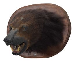 Taxidermy: Sloth Bear (Melursus ursinus), circa 1880-1918, by Theobald Brothers, Taxidermists,