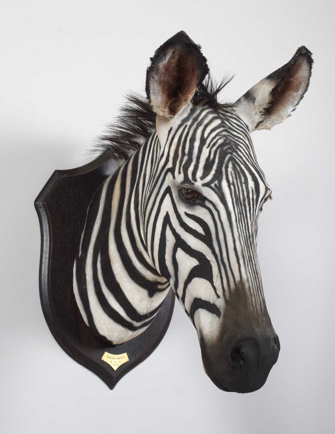 Taxidermy: A Rare Grevy's Zebra (Equus grevyi), dated 1912, British East Africa, by Rowland Ward