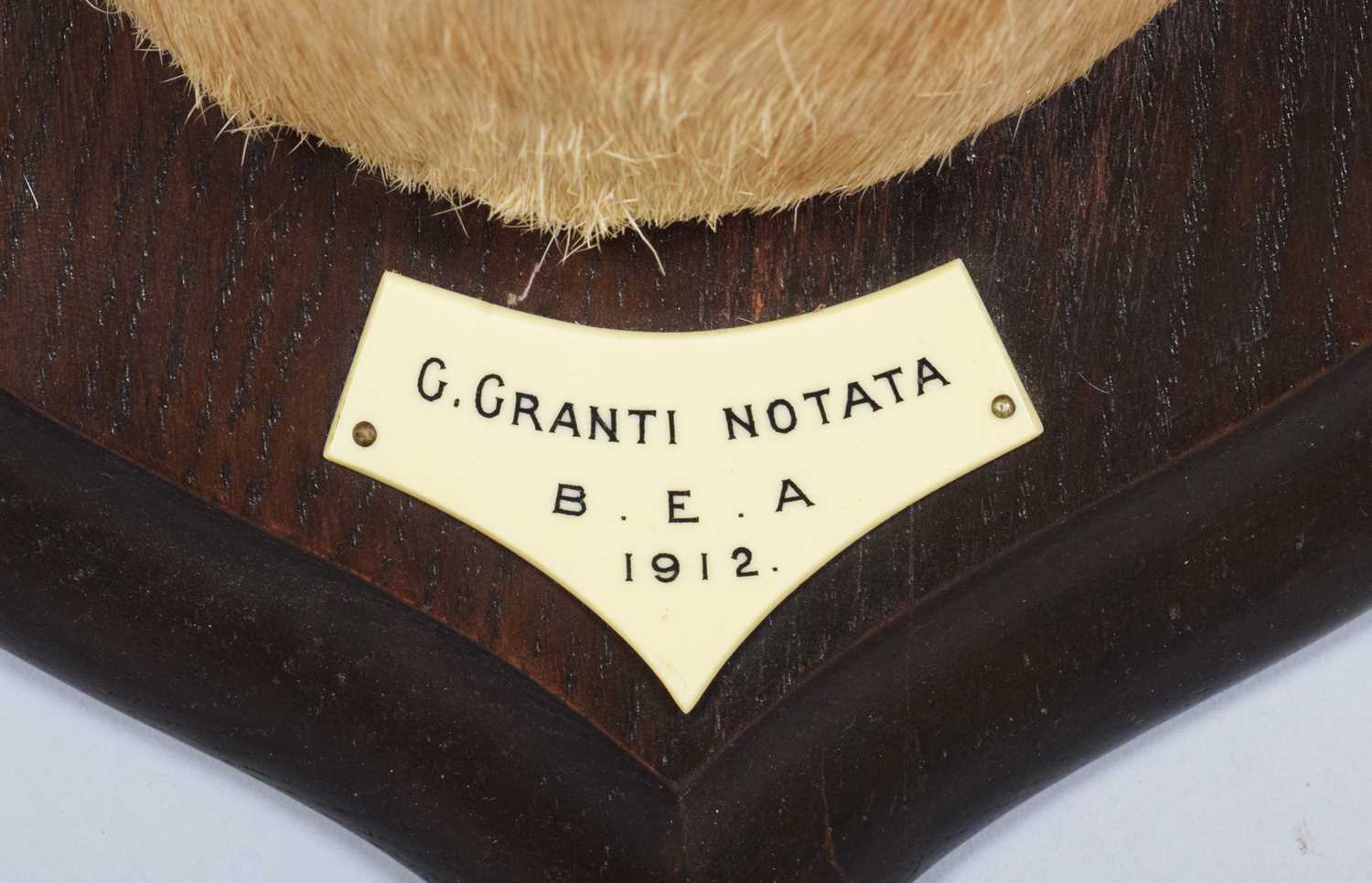 Taxidermy: Northern Grant's Gazelle (Nanger notata), dated 1912, British East Africa, by Rowland - Image 4 of 7