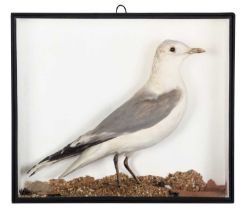 Taxidermy: A Victorian Cased Common Gull (Larus canus), dated February 08th 1855, by T. Harbor,