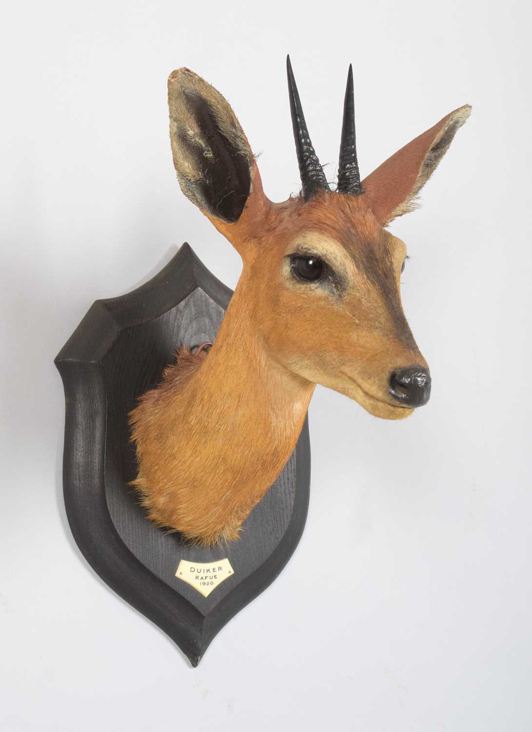 Taxidermy: East African Bush Duiker (Sylvicapra grimmia nyansae), dated 1920, Kafue, Zambia, by - Image 2 of 5