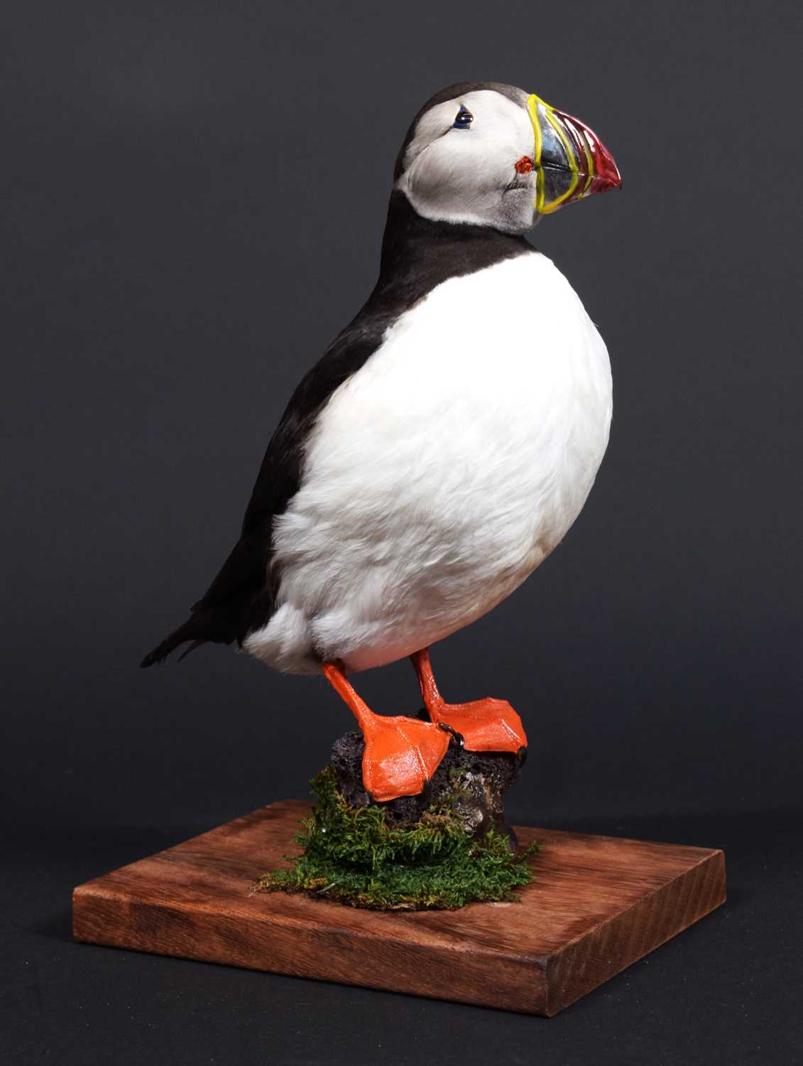 Taxidermy: Atlantic Puffin (Fratercula arctica), 21st century, a large high-quality full mount adult