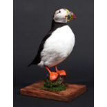 Taxidermy: Atlantic Puffin (Fratercula arctica), 21st century, a large high-quality full mount adult