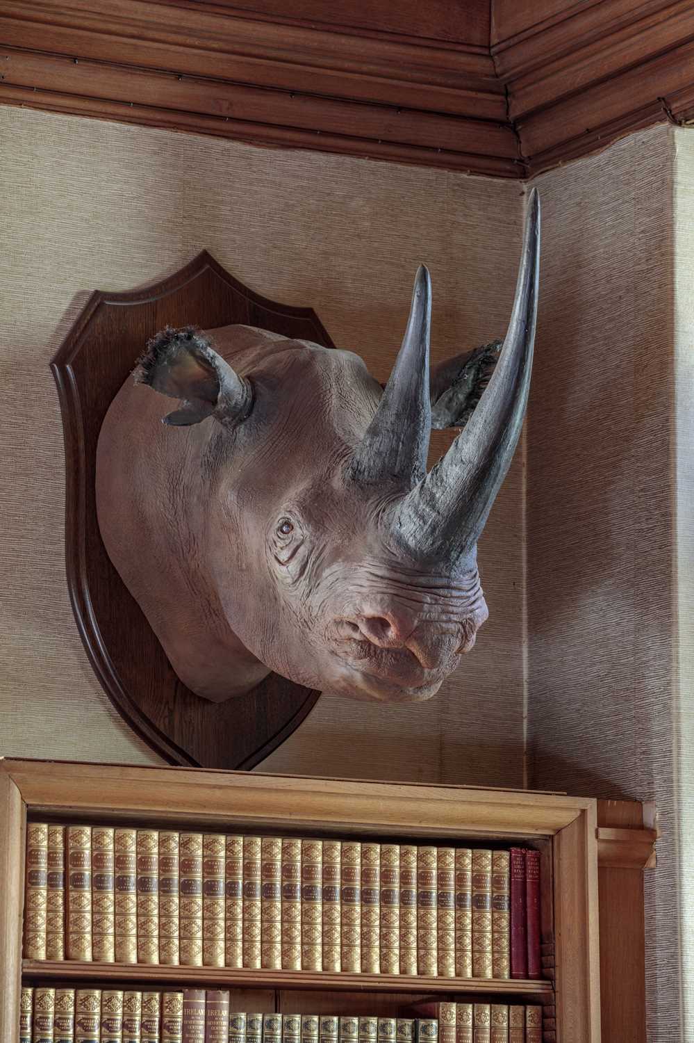 Taxidermy: A Superb Recreation of a Black Rhinoceros (Diceros bicornis), modern, a large high - Image 6 of 8