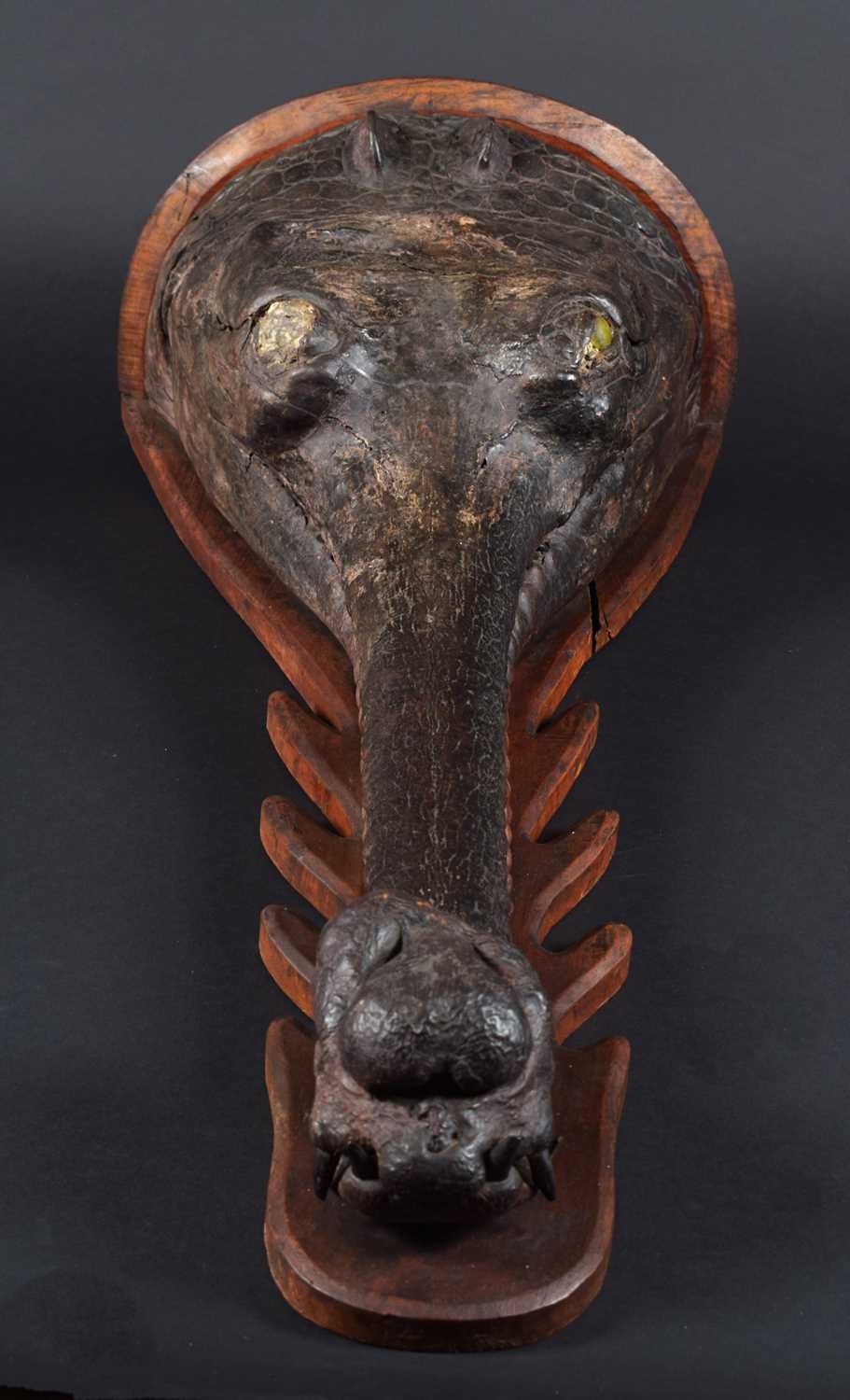 Taxidermy: A Late Victorian Gharial Crocodile Head Mount (Gavialis gangeticus), circa late 19th - Image 9 of 9