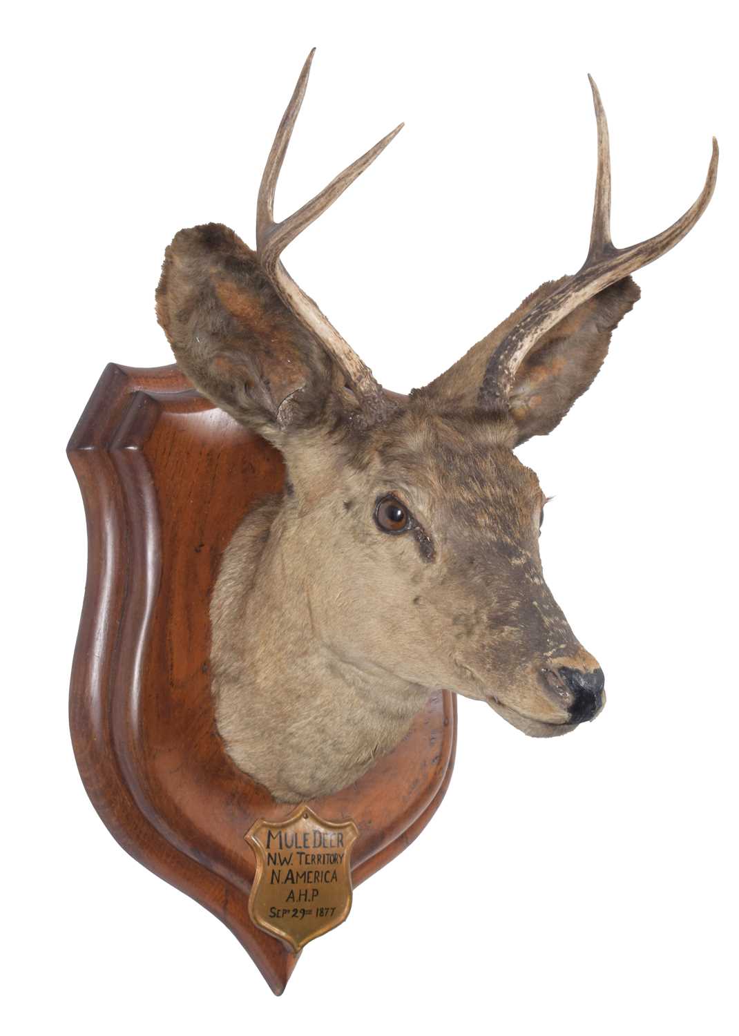 Taxidermy: Mule Deer (Odocoileus hemionus), dated September 29th 1877, North West Territory, North