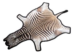 Skins/Hides: Burchell's Zebra Skin (Equus quagga), 21st century, South Africa, an adult Burchell's/