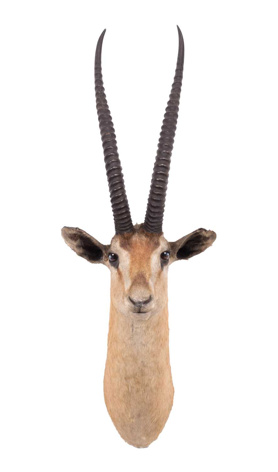 Taxidermy: Northern Grants Gazelle (Nanger notata), circa early 20th century, by Rowland Ward, - Image 3 of 3