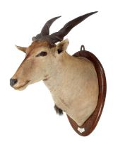 Taxidermy: East African or Patterson's Eland (Taurotragus oryx pattersonianus), dated 1933, Kisigao,
