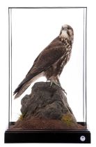 Taxidermy: A Cased Saker Falcon (falco cherrug), captive bred, dated 2021, by Rob Marshall,