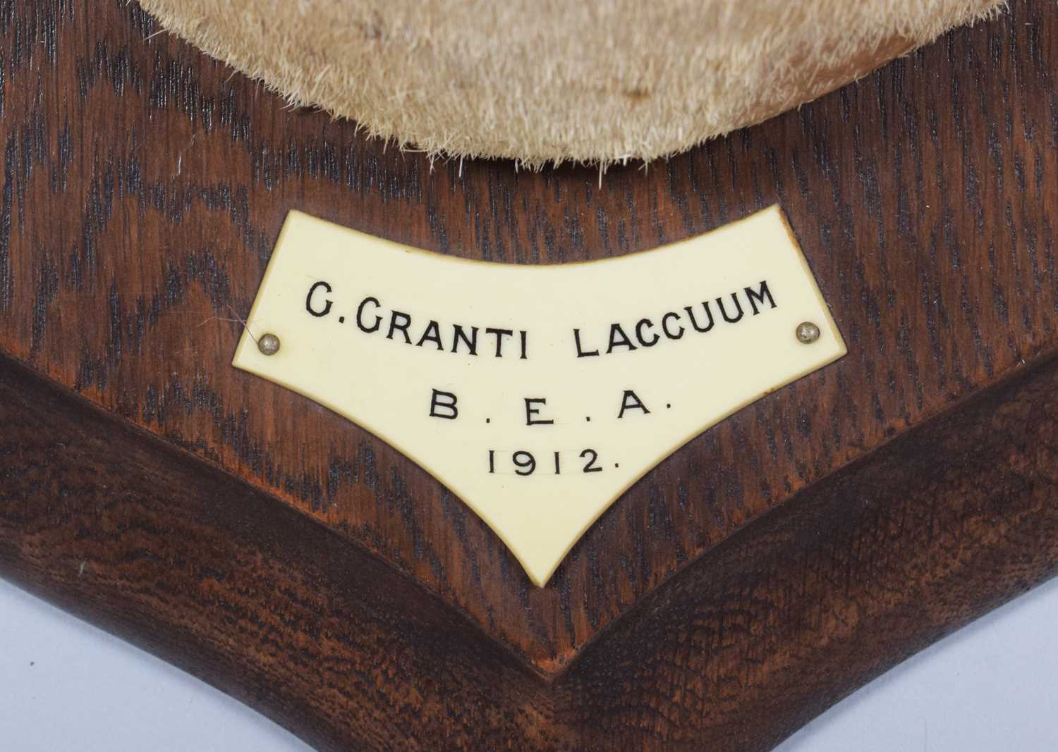 Taxidermy: Southern Grant's Gazelle (Nanger granti), dated 1912, British East Africa, by Rowland - Image 4 of 7