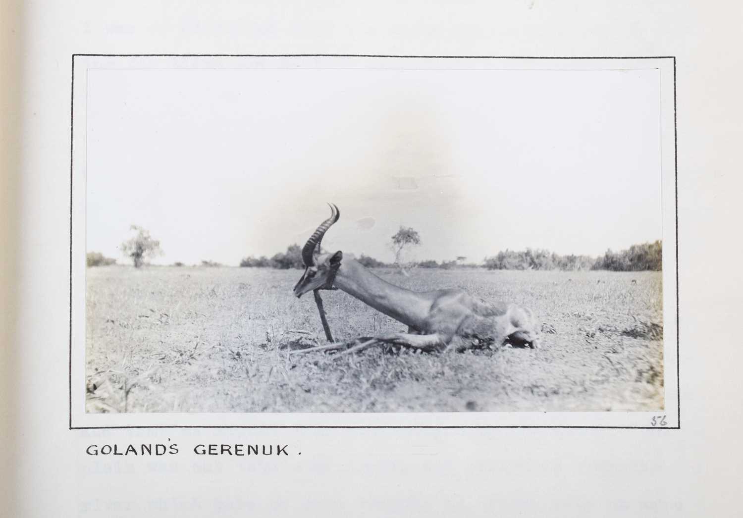 Taxidermy: Southern Gerenuk (Litocranius walleri walleri), dated 1912, British East Africa, by - Image 6 of 8