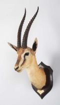 Taxidermy: Thomson's Gazelle (Eudorcas thomsonii), dated 1909, British East Africa, by Rowland