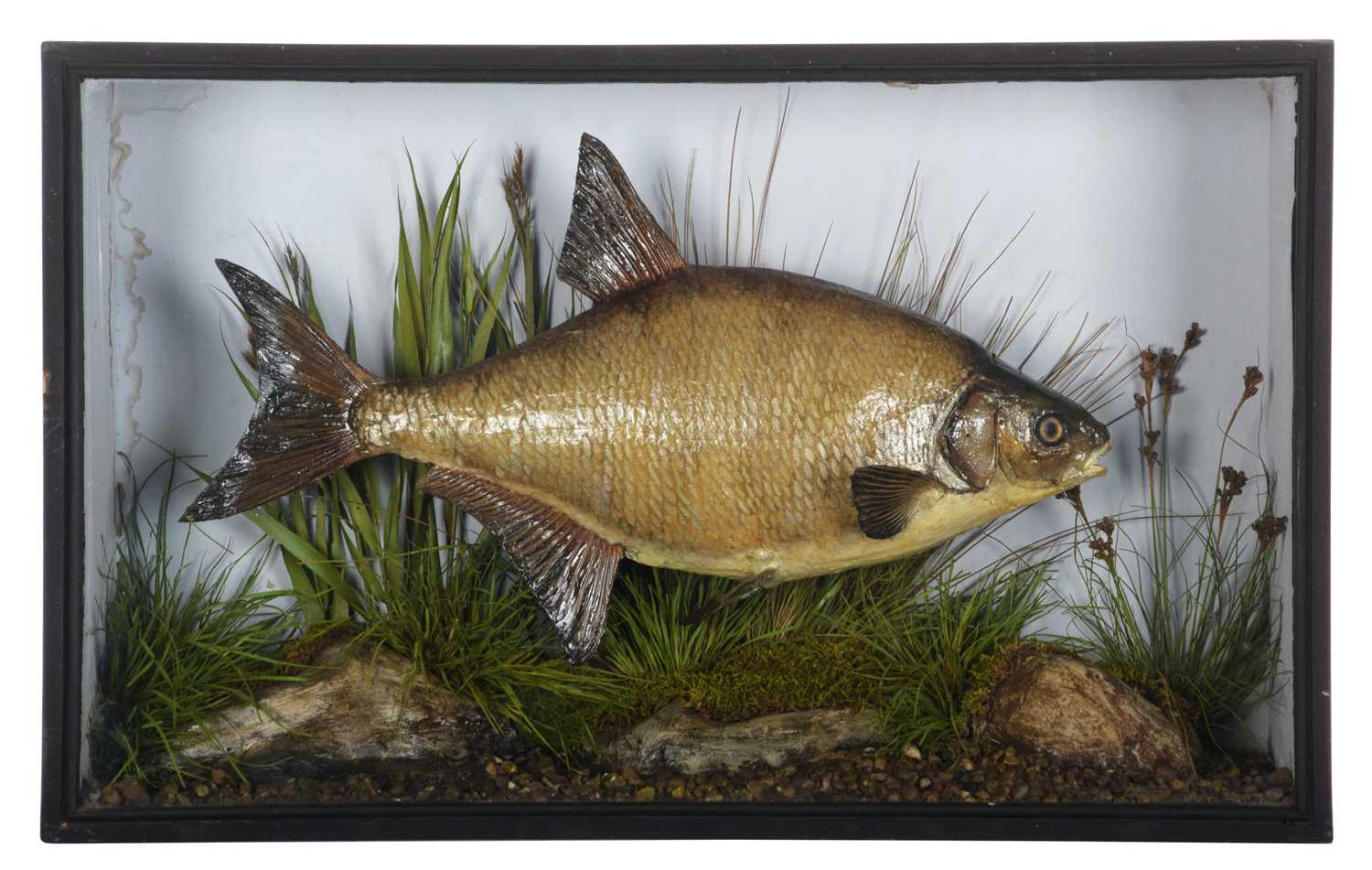 Taxidermy: A Cased Common Bream (Abramis brama), circa 1845-1920, by E. Allen & Co, Bird Fish &