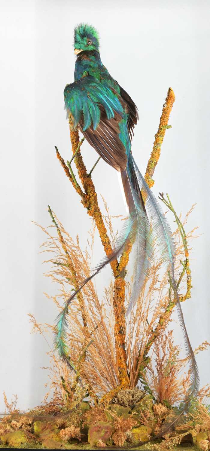 Taxidermy: A Large Cased Resplendent Quetzal (Pharomachrus mocinno), circa early 20th century, a - Image 3 of 4