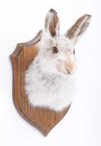 Taxidermy: Scottish Mountain Hare (Lepus timidus), dated 2018, an adult shoulder mount with head