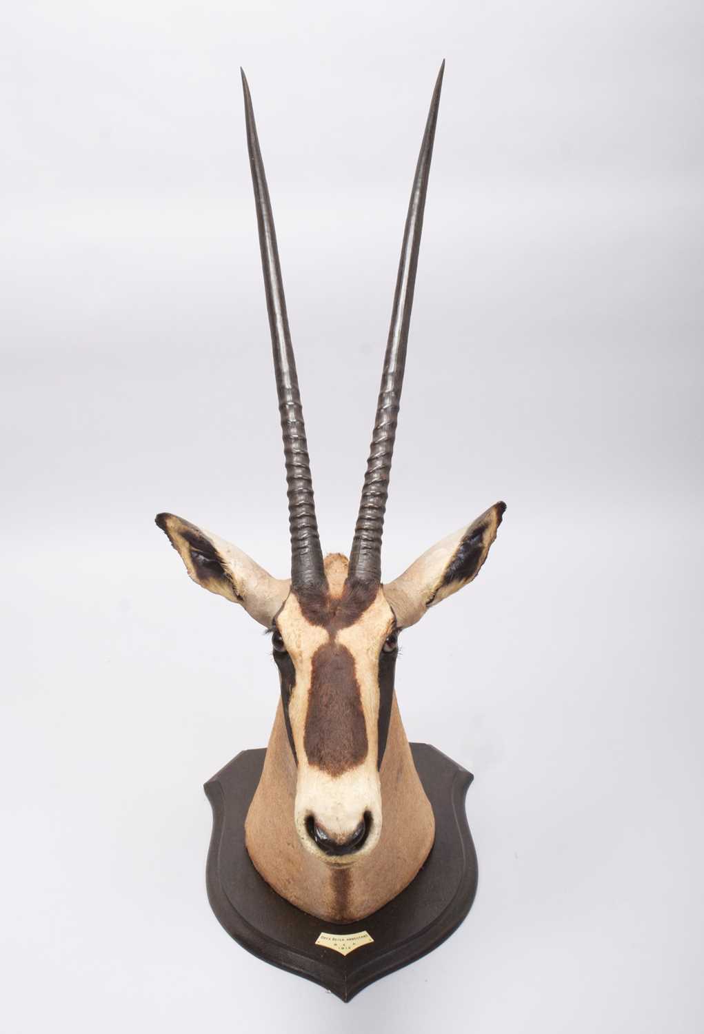 Taxidermy: Beisa Oryx (Oryx beisa), dated 1912, British East Africa, by Rowland Ward Ltd, "The - Image 2 of 12