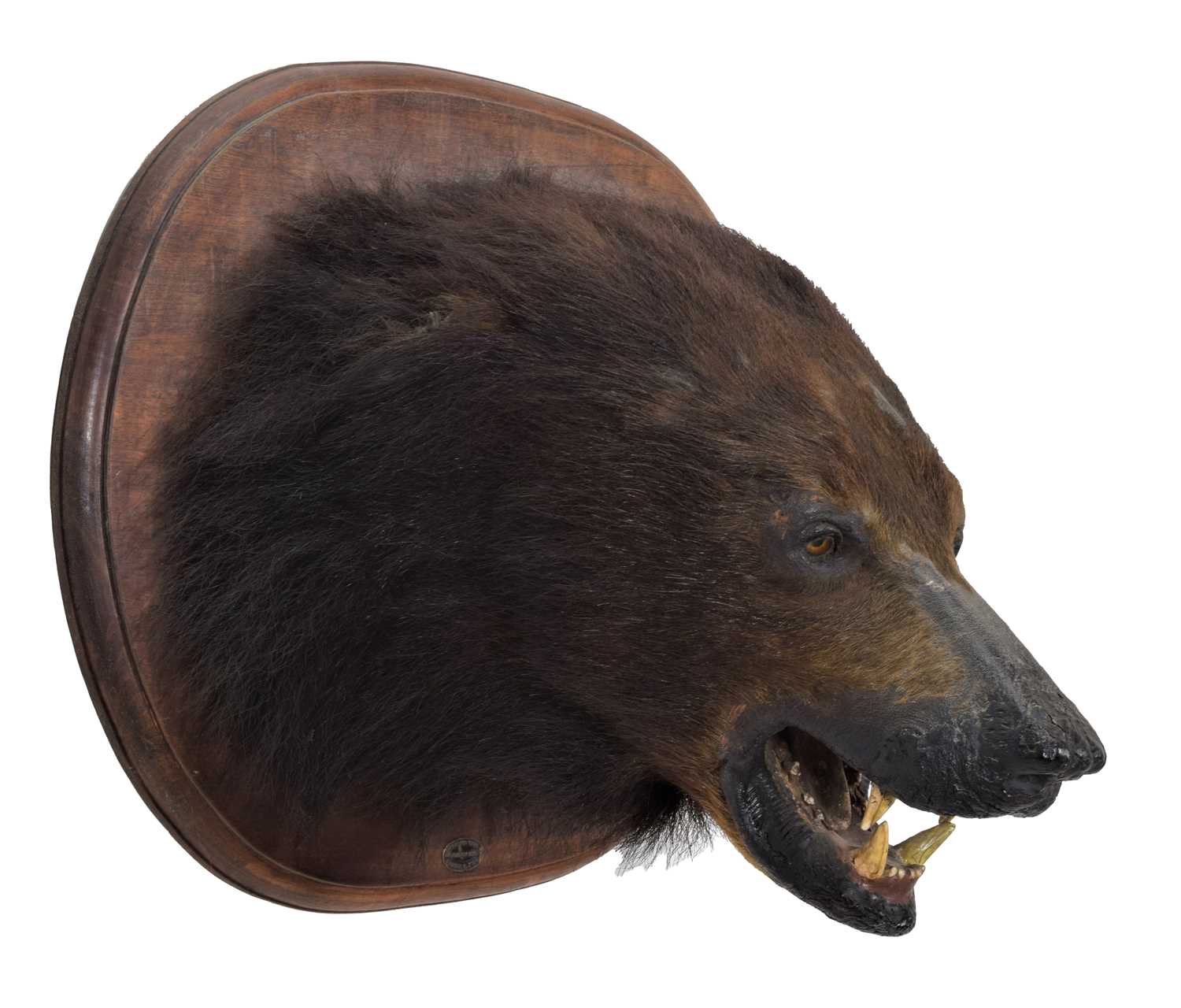 Taxidermy: Sloth Bear (Melursus ursinus), circa 1880-1918, by Theobald Brothers, Taxidermists, - Bild 5 aus 8