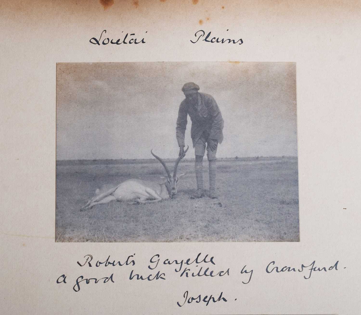 Taxidermy: Robert's Gazelle (Nanger granti robertsi), dated 1909, British East Africa, by Rowland - Image 6 of 8