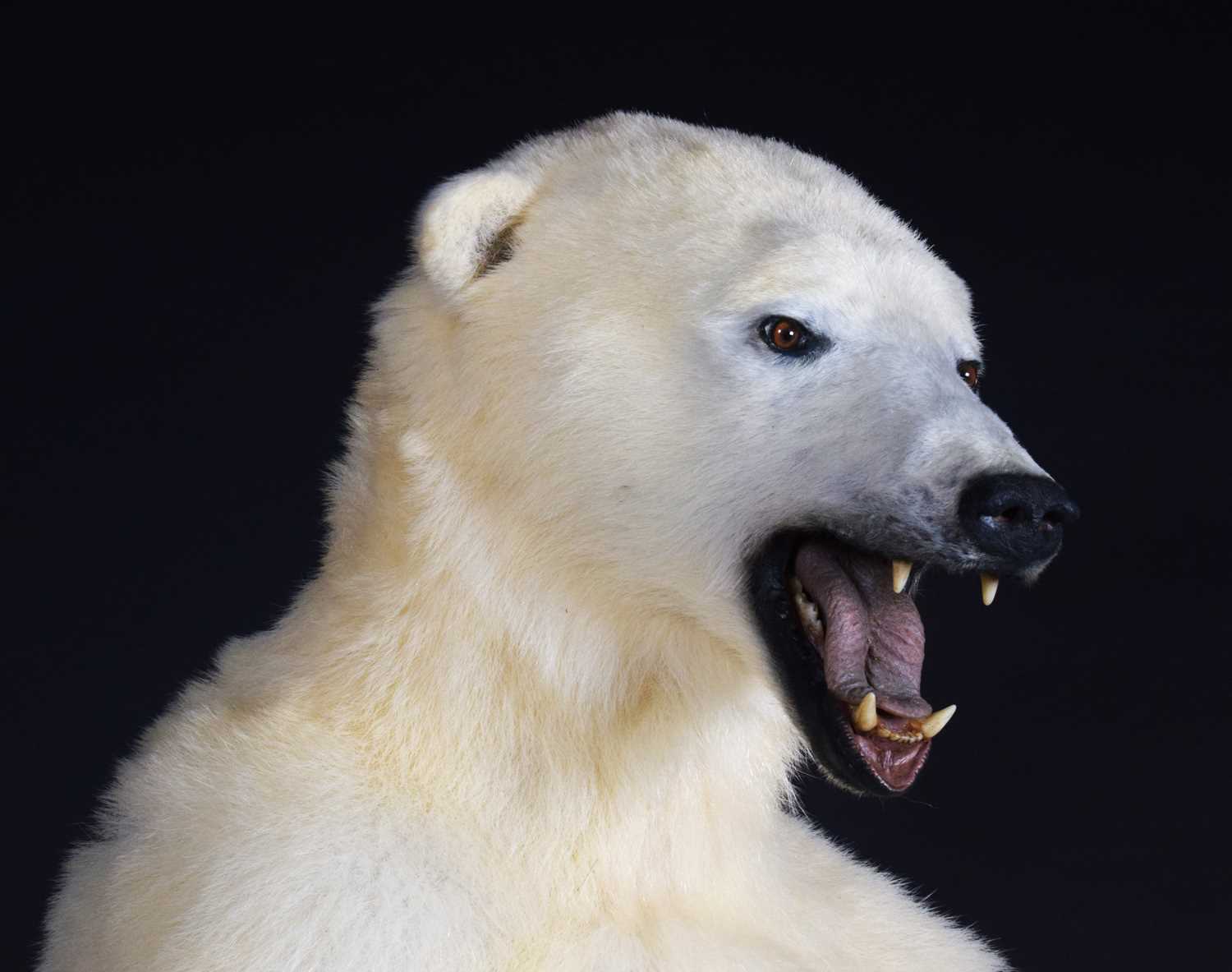 Taxidermy: Polar Bear (Ursus maritimus), circa 1997, a large full mount adult in upright standing - Image 11 of 12