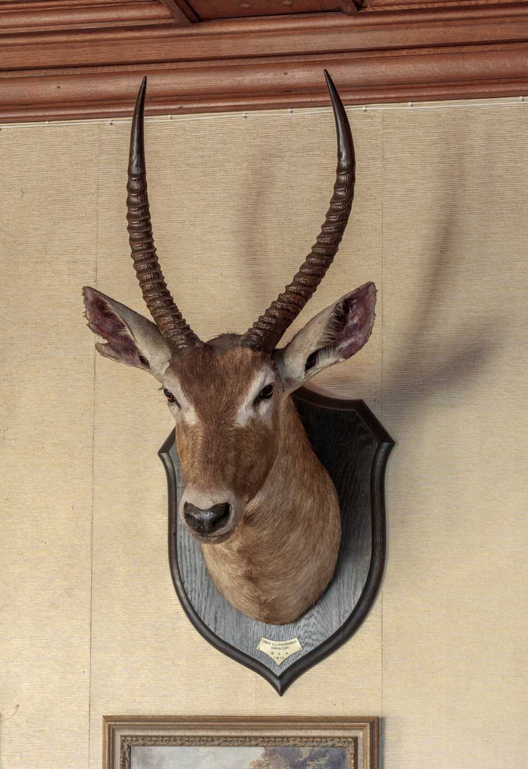 Taxidermy: Ellipsen or Common Waterbuck (Kobus ellipsiprymnus), dated 1912, British East Africa, - Image 7 of 7