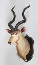 Taxidermy: Zambezi Greater Kudu (Strepsiceros zambeziensis), dated 1920, Kafue, Zambia, by Rowland