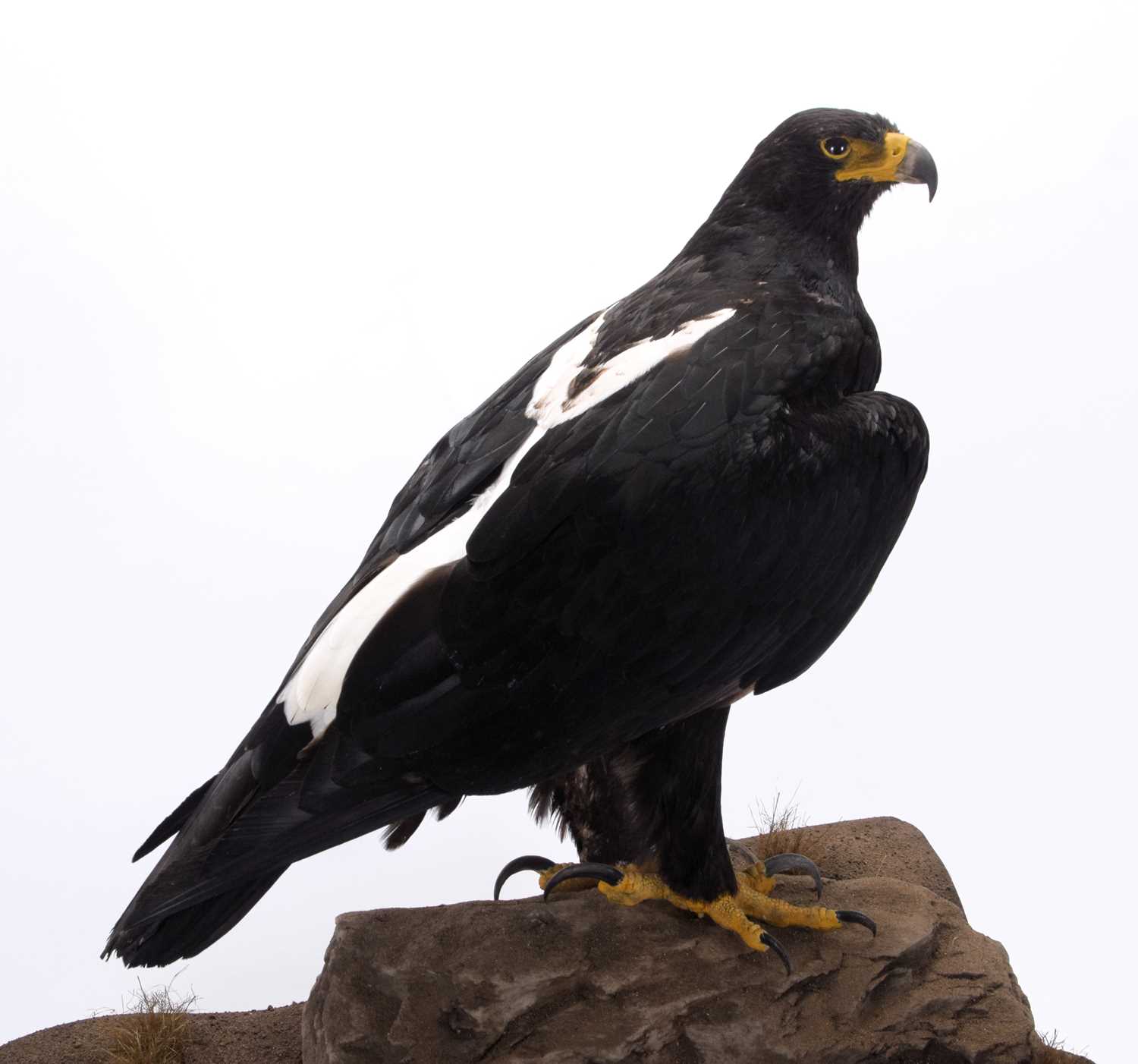 Taxidermy: A Cased Verreaux's Eagle (Aquila verreauxii), captive bred, dated 2023, by Carl Church, - Image 3 of 8