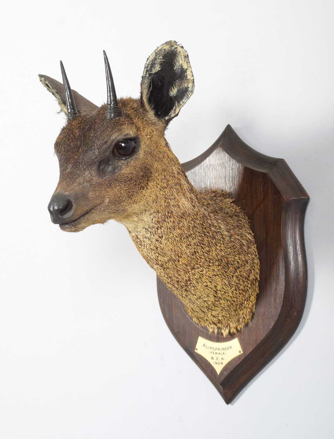 Taxidermy: Maasai Klipspringer (Oreotragus shillingsi), dated 1909, British East Africa, by