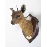 Taxidermy: Maasai Klipspringer (Oreotragus shillingsi), dated 1909, British East Africa, by