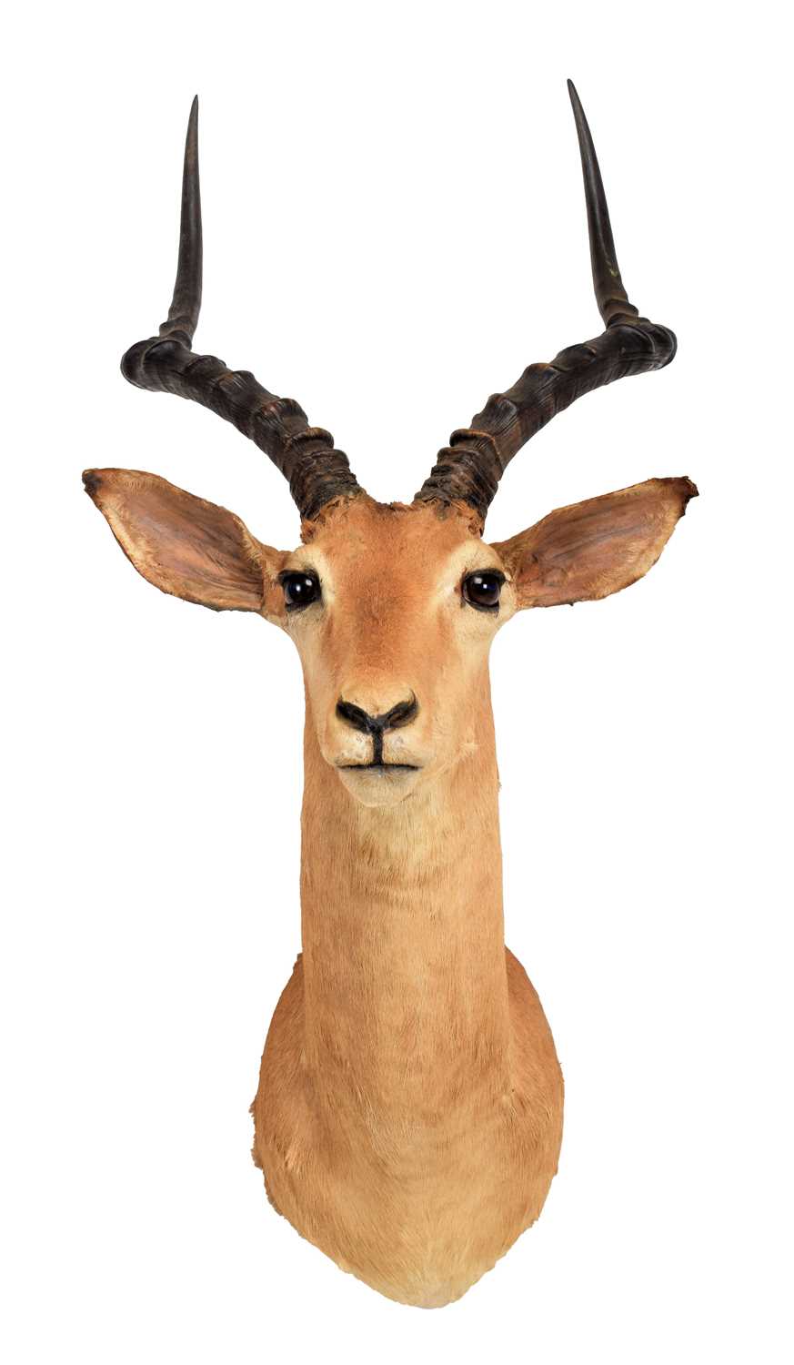 Taxidermy: Common Impala (Aepyceros Melampus) circa late 20th century, South Africa, an adult male - Image 2 of 3