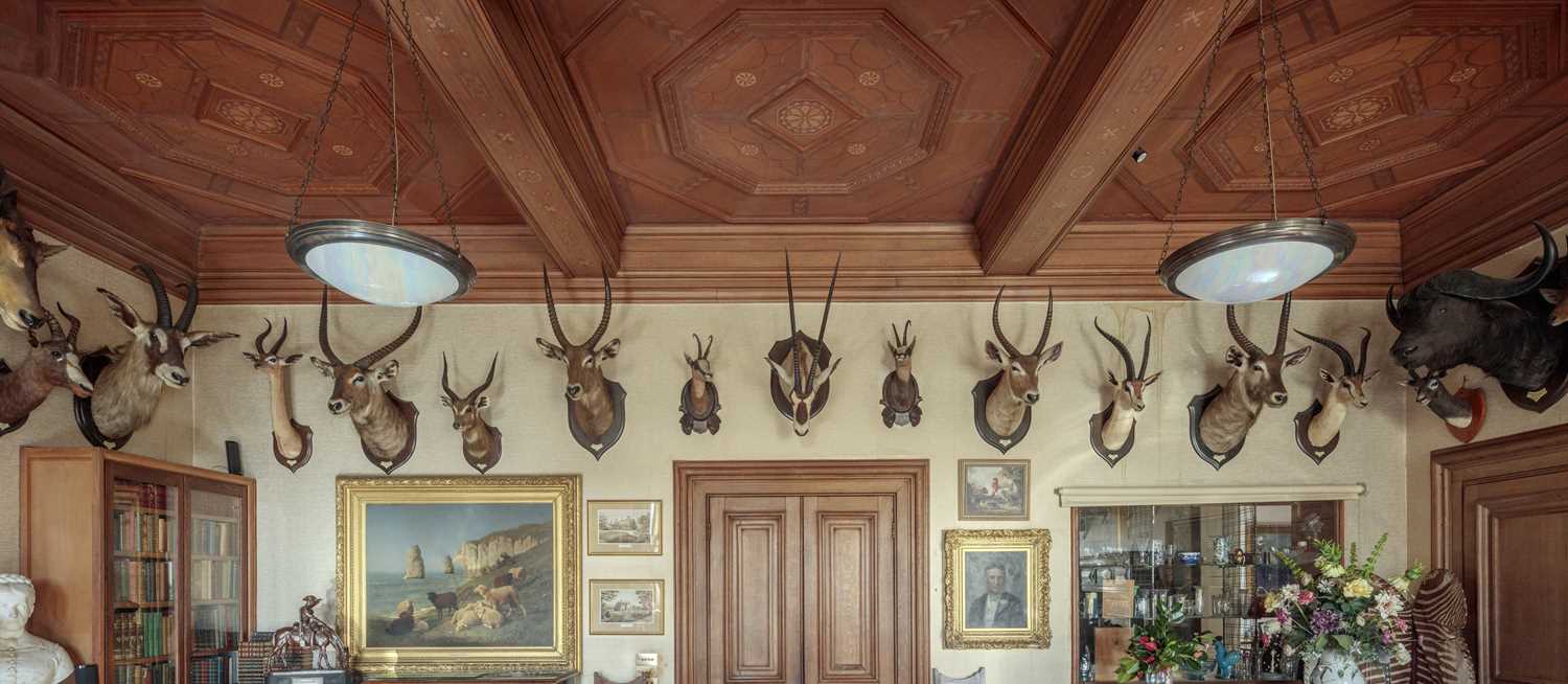 Taxidermy: Crayshaws or Common Waterbuck (Kobus ellipsiprymnus), dated 1920, Kafue, Zambia, by - Image 7 of 7