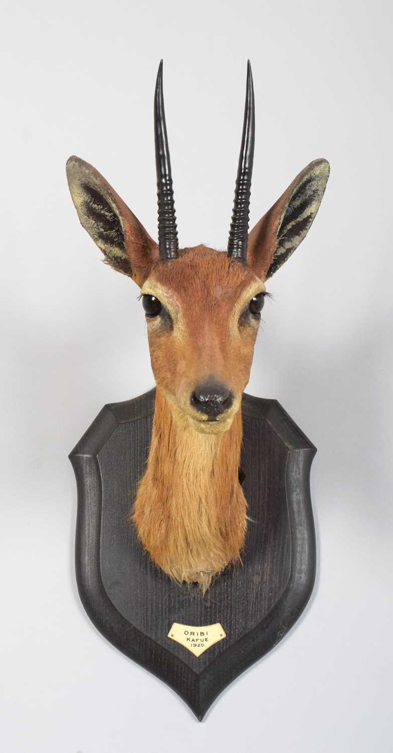 Taxidermy: Central Oribi (Ourebia hastata), dated 1920, Kafue, Zambia, by Rowland Ward Ltd, "The - Image 2 of 5