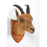 Taxidermy: A Juvenile Alpine Ibex (Capra ibex), dated 1883, Val d'Arras, France, a young juvenile