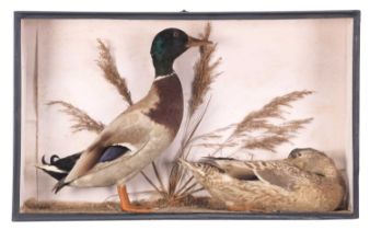 Taxidermy: A Cased Pair of Mallard Ducks (Anas platyrhynchos), circa 1856-1888, by W. H. Vingoe,