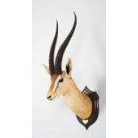 Taxidermy: Northern Grant's Gazelle (Nanger notata), dated 1912, British East Africa, by Rowland