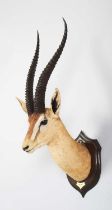 Taxidermy: Northern Grant's Gazelle (Nanger notata), dated 1912, British East Africa, by Rowland