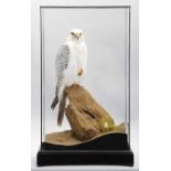 Taxidermy: A Cased Gyr Falcon (Falco rusticolus), captive bred, dated 2023, by Carl Church,