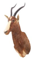 Taxidermy: Blesbok (Damaliscus phillipsi), circa late 20th century, South Africa, adult female