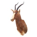 Taxidermy: Blesbok (Damaliscus phillipsi), circa late 20th century, South Africa, adult female